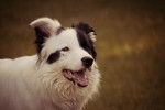 Photo Border Collie
