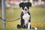 Photo Border Collie