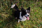 Photo Border Collie