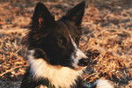 Photo Border Collie