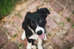 Photo Border Collie