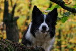 Photo Border Collie