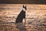 Photo Border Collie