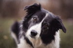 Photo Border Collie
