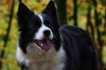 Photo Border Collie