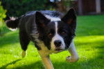 Photo Border Collie