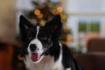 Photo Border Collie
