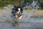 Photo Border Collie