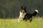 Photo Border Collie