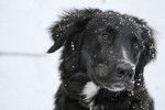 Photo Border Collie