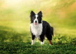 Un Border Collie noir et blanc en position statique 