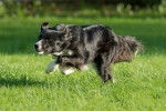 Un Border Collie court à toute vitesse dans un jardin