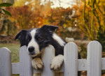 Un Border Collie se tient debout devant une clôture