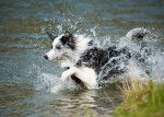 Un Border Collie court dans l'eau d'un lac