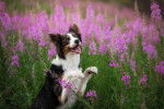 Photo Border Collie