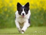 Un Border Collie en train de courir vers l'objectif 