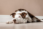 Photo Border Collie