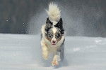 Un Border Collie qui court sous la neige