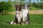 Photo Border Collie