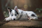 Un jeune Border Collie aux yeux bleus