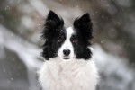 Photo Border Collie