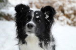 Photo Border Collie