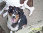 mely et couché c nana - Border Collie