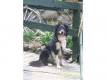 balou - Border Collie Mâle