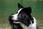 Un Border Collie qui sort de l'eau