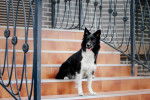 Un Border Collie assis sur des marches d'escalier devant une maison