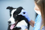 Un Border Collie chez la vétérinaire recevant un produit sur les yeux