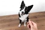 Un Border Collie recevant une friandise