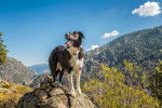 Photo Border Collie Femelle
