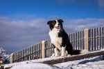 Un Border Collie assis sur une planche recouvert de neige.
