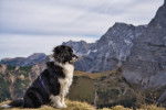 Un Border Collie au sommet d'une montagne dans les Alpes suisses observant le paysage