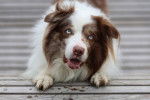 Photo Border Collie Femelle