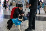 Un Border Collie portant un gilet bleu, tenu en laisse et se faisant caresser par un homme dans le hall d’un aéroport.