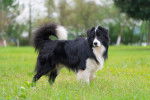 Un Border Collie sur un terrain herbeux