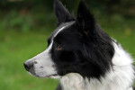 Tête d'un Border Collie