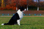 Un Border Collie assis sur un terrain herbeux
