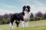Un Border Collie sur un terrain herbeux et tournant la tête vers la droite