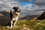 Un Border Collie au sommet de Wansfell Pike, dans le Lake District (Angleterre).