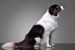Un Border Collie assis de profil sur fond gris