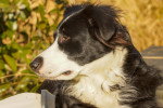 Gros plan sur la tête d'un Border Collie