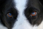 Gros plan sur les yeux d'un Border Collie