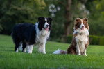 Deux Border Collies posant sur une pelouse verte dans un parc boisé