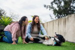 Un Border Collie allongé sur le dos dans l'herbe et en train d'être caressé par une femme.
