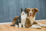Un Border Collie allongé à côté d'un chat