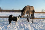 Un Border Collie et un cheval échangent un contact de nez à nez à travers une clôture en bois sur une surface enneigée