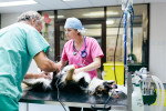Un Border Collie sur une table d'opération, avec deux vétérinaires en train de le prendre en charge